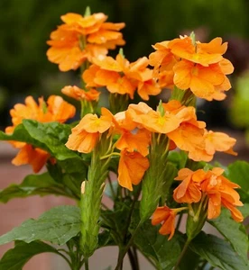Crossandra Infundibuliformis 10 Seeds, Orange Marmalade Firecracker Flower - Picture 1 of 3