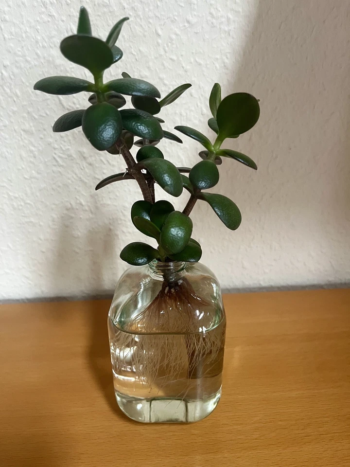 Affenbrotbaum/Geldbaum/Pfennigbaum, 25 cm hoch, mit Wurzeln - Bild 1 von 4