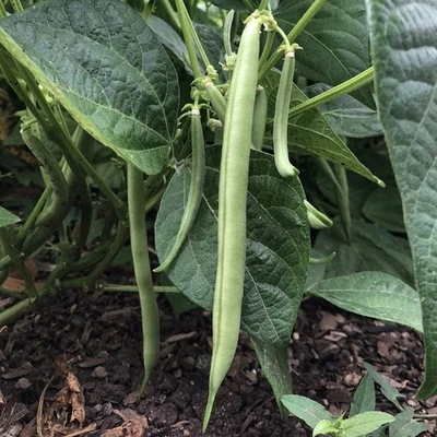 Slenderette Bush Green Beans 10 - 2 Oz Seeds Stringless Huge Yields Heirloom - Image 1 of 2