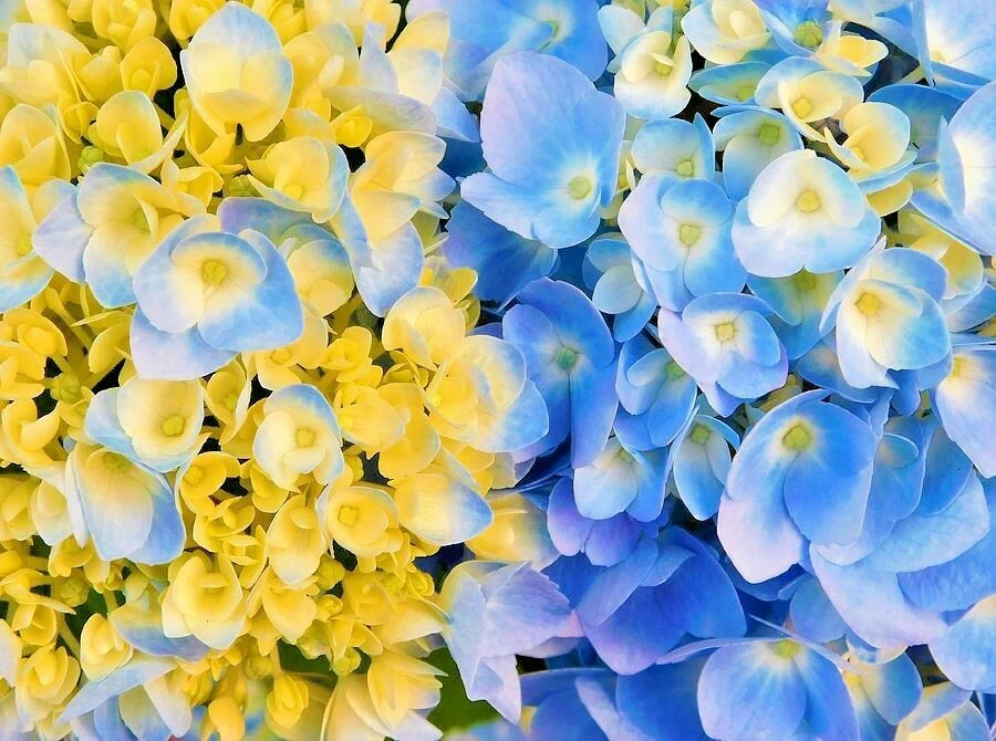 ✅Hydrangea Arriba Reblooming Hydrangea (Macrophylla) semillas frescas cosechadas HS09 Foto 1 de 1