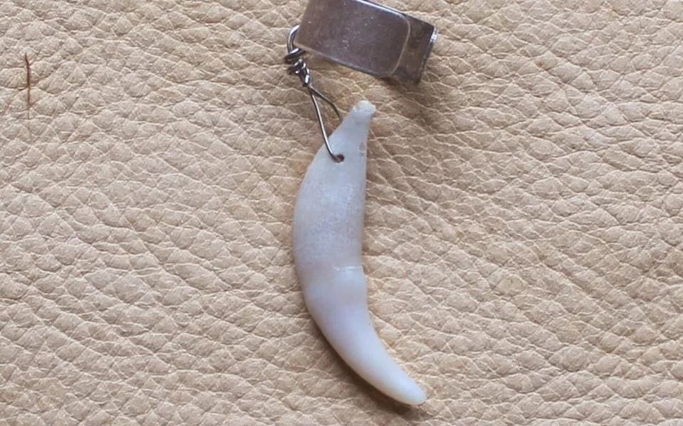 Diente de zorro rojo real en orejera de latón plateado Foto 1 de 1