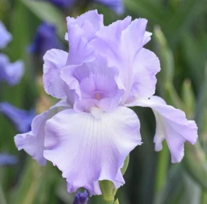 'Maria Francesca'. TB Iris Rizoma PREVENDITA per spedizione luglio, agosto e settembre - Foto 1 di 6
