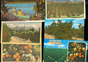 10 POSTCARDS - ALL ORANGE GROWING - Picture 1 of 2