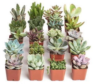 Unique Succulent Plant Pack Bulk Collection - Live Mini Succulent Plants, Low... - Picture 1 of 4