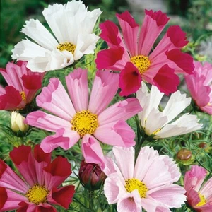 COSMOS Sea Shell Mix 50 Seeds - Picture 1 of 1
