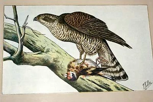 L'EPERVIER  MAHLER AQUARELLE MANUFRANCE 1907 - Bild 1 von 1