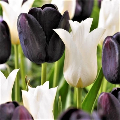 Easy to Grow Tulip Tuxedo Party Collection 20 Plant Bulbs, Spring Zones 3-8 - Image 1 of 4