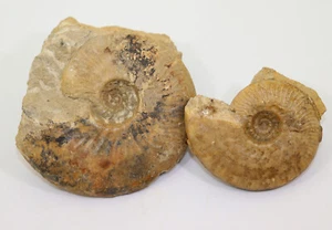 Ammonit, Brasilia similis, Jura, Aalen, Beaminster, Horn Park, Dorset,UK-f748 - Bild 1 von 6