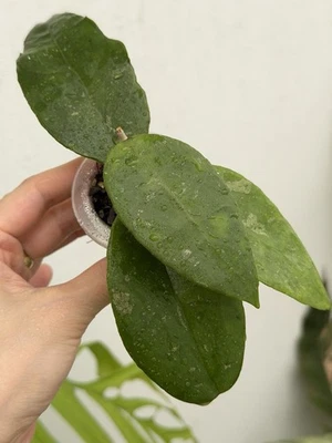 Hoya Finlaysonii Pangha💖~Very Rare~Established Indoor/Outdoor Plant🪴 - image 1 of 4