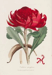 Póster vintage arte australiano Warratah flor impresión en lienzo 16"X12" - Imagen 1 de 1