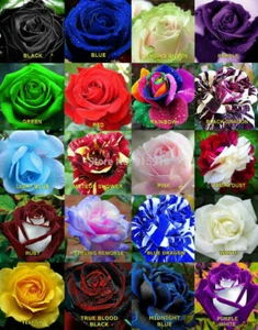 100 SEMI ROSE, COLORI MISTI - Zdjęcie 1 z 1