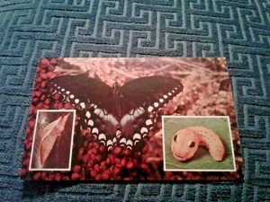 NATURE: SPICEBBUSH SWALLOWTAIL BUTTERFLY AT VARIOUS STAGES - VERY NICE CARD! - Picture 1 of 4