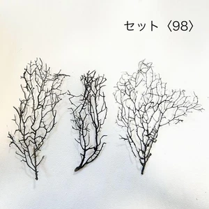 Un conjunto de abanicos de mar naturales 3 piezas de Japón umiuchiwa naturalmente desgastados - Imagen 1 de 4