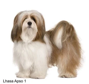 LARGE-SIZED CAR DECALS - LHASA APSO - Picture 1 of 3