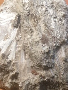 Pectolite, King Beaver Mine, Thetford Mines, Quebec, Canada - Picture 1 of 5