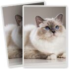 2 x Vinyl Stickers 7x10cm - Sacred White Birman Cat Kitten  #15564
