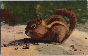 The Chipmunk Postcard - Picture 1 of 2