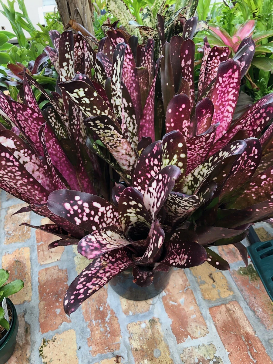 Billbergia Don's Blest ② Billbergia Don's Blest ② Billbergia Don Beadle #1373 - Bird Rock