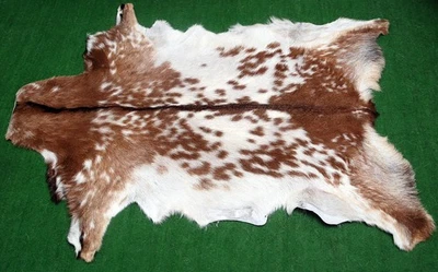 GOAT Western taxidermy Hide Rug Natural Pattern Fur Goat Hide Rode SA-271 - Image 1 of 3