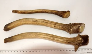 3 schöne Damhirschstangen Falllow Deer Antler - Bild 1 von 2