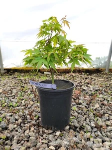 Acer palmatum 'Aoba jo' Rare Dwarf Japanese Maple 1 Gallon - Picture 1 of 3