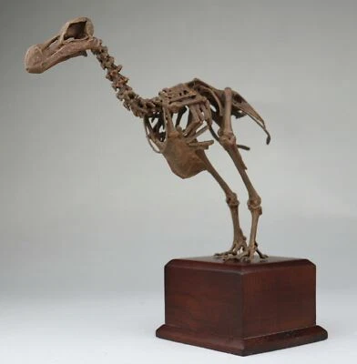 Dodo Bird Skeleton Model 3D Printed Raphuscucullatus Animal Scene Decor Gift - Image 1 of 4
