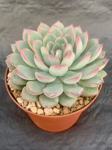 Echeveria Apus  - Bild 1 von 1