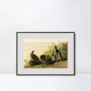 Lienzo enmarcado impresión de giclee uro manchado por John James Audubon decoraciones para el hogar - Imagen 1 de 20