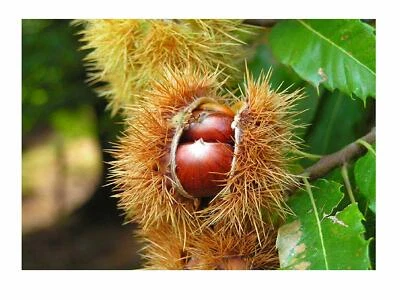 Edelkastanie Castanea sativa Pflanze 55-60cm Esskastanie Maronen Maroni Kastanie - Bild 1 von 2