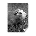 A4 - BW - Ginger Guinea Pig Rodent Poster 21X29.7cm280gsm #36491