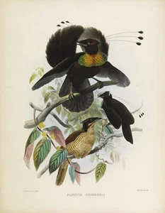 Plate No 10 Parotia Sexpennis Birds of Paradise by Daniel Elliot Giclee Repro - Picture 1 of 2