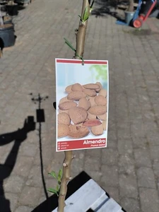 Prunus dulcis 140–160cm Echter Mandelbaum Obstmandel essbare Früchte Kübel - Bild 1 von 6