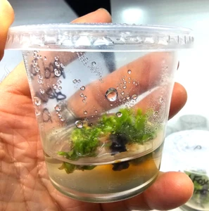 Dionaea Muscipula Red Fox Tissue Culture Venus Flytrap Plant Rare - Picture 1 of 2