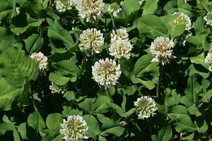 4 LB  White Ladino Clover Seeds Deer Turkey Bees Pasture Yard - Picture 1 of 1