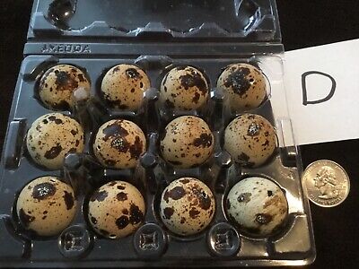 12 Blown Out Real Natural Color Coturnix Quail Eggs One Hole Easter Crafts Lot D • 18.98€