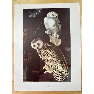 Audubon Birds of America Snowy Owl Original Print Vtg 1950 R T Peterson 9x12 - Picture 1 of 6
