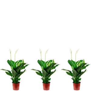 3er-Set Einblatt 3-5 Blüten/Knospen - Spathiphyllum - Höhe ca. 50 cm, Topf-Ø 13 - Bild 1 von 1