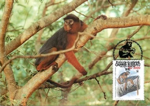 E0008 WWF Maximum Card 1992 Fauna Animals Apes Guinea Bissau Western Red Colobus - Picture 1 of 2