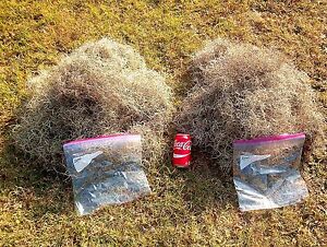 Live Spanish Moss 1 lb. Total Mail Weight Very Clean Patio Garden Home Décor