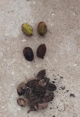 Butternut tree seeds (Juglans cinerea) aka White Walnut seeds 25 seeds - Image 1 of 3