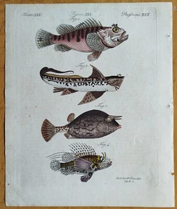Fish Scorpaena # Bertuch Original Colored Print # 1790 - Picture 1 of 1