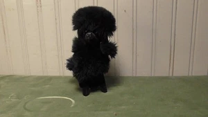 RARE Vintage 1966 Kamar Black Poodle Dog Plush Doll Made In Japan - Picture 1 of 11