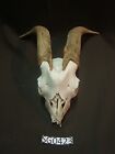 Goat skull broke nose piece rustic decor hill country SG0423