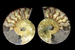 BEAUTIFUL AMMONITE FOSSIL PAIR ~GREAT DISPLAY SPECIMEN! - Picture 1 of 3
