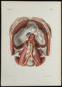 1866 - Arteries Of Trunk IN Angiology - Lithography (Anatomy & Medicine) - Picture 1 of 3
