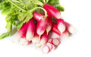 500 Graines - Radis de 18 Jours - Semences Paysannes - BIO - Picture 1 of 1