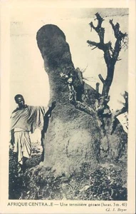 Französisches Zentralafrika Riesentermilitär RPPC 20er Jahre PC - Bild 1 von 2