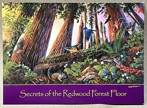 Painting by Larry Eifert Muir Woods CA - Vintage Postcard 2 - Picture 1 of 2