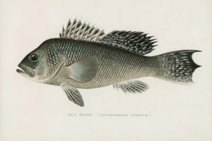 Impresión artística giclee de lubina, Centropristes Striatus de Sherman F Denton envío gratis - Imagen 1 de 3