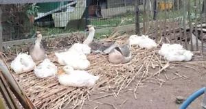 PEKINGENTEN Bruteier 20 Stück - Bild 1 von 3